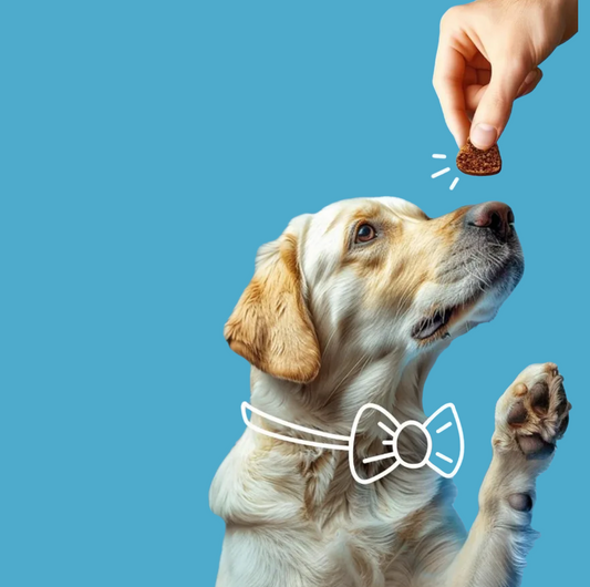 Anxious Pup Organic Hemp Treats: Tailoring the Approach for Your Breed