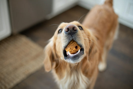 How to Choose the Perfect Toy for Your Pup