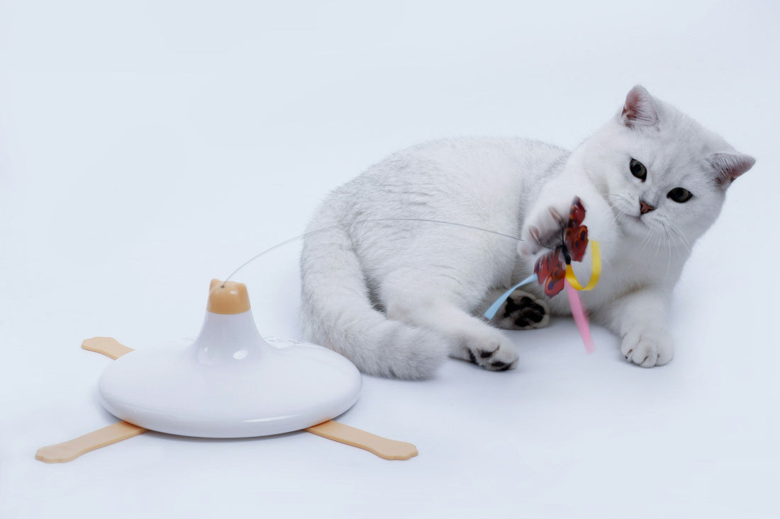 5 Tips to Keep Your Cat Healthy and Happy
