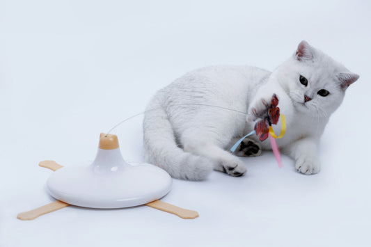 5 Tips to Keep Your Cat Healthy and Happy