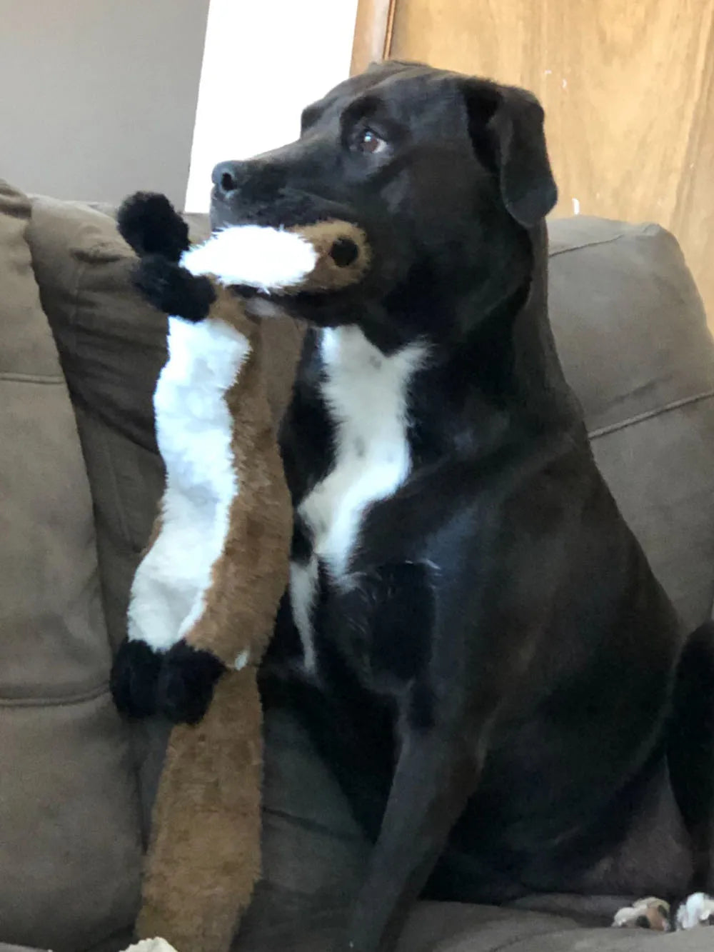 Plush Chew Toy for Dogs – Durable, Safe & Comforting